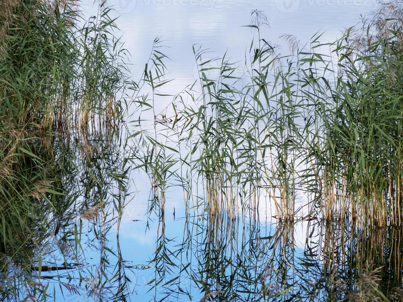 Schilf und Himmel reflektiert im ein Feuchtgebiet Teich foto