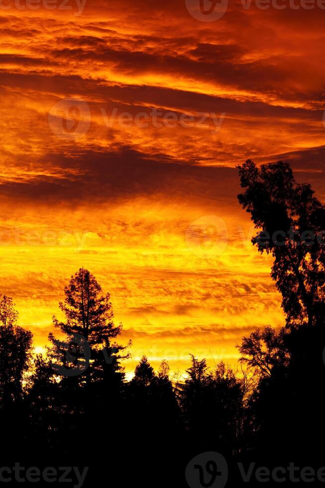 Wolken hell mit Sonnenuntergang Licht hinter silhouettiert Bäume foto