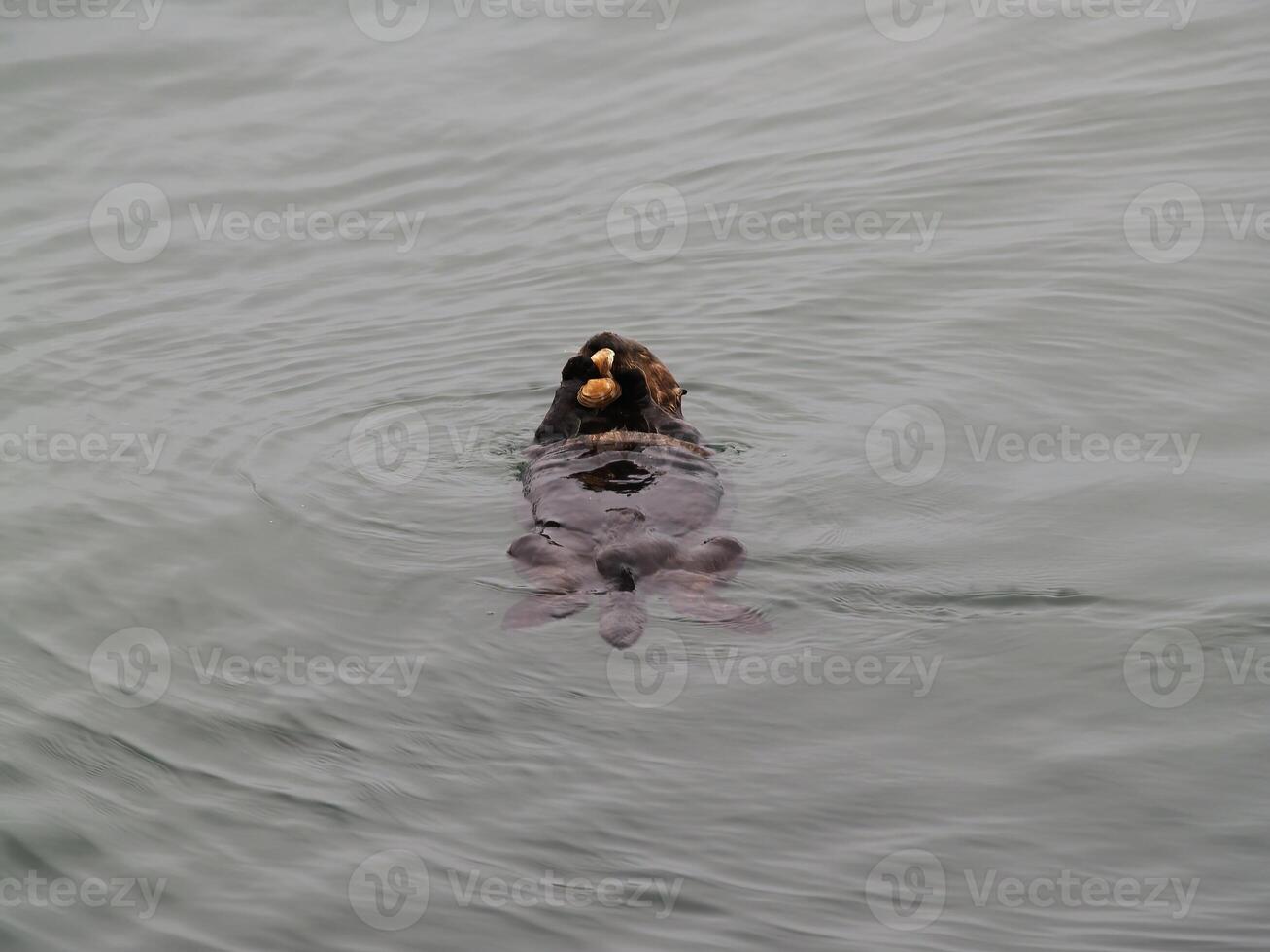 Meer Otter im Wasser auf zurück Essen Schaltier Moos Landung ca. foto