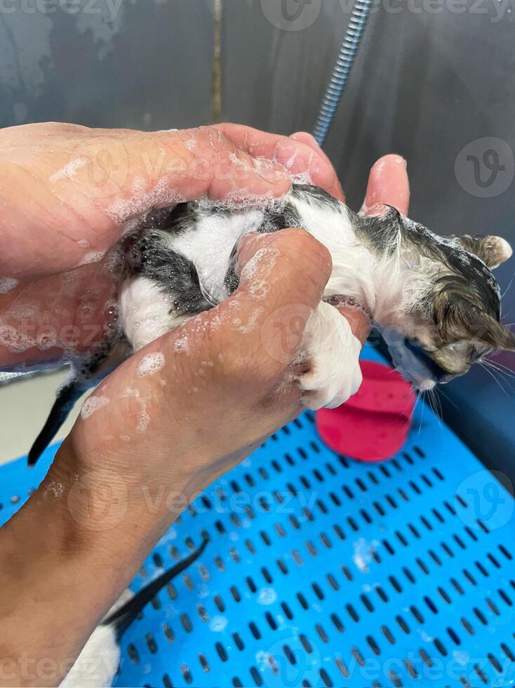 Blase Bad ein klein grau streunend Katze. süß klein Tabby Kätzchen nehmen ein Bad. ein flauschige Katze foto