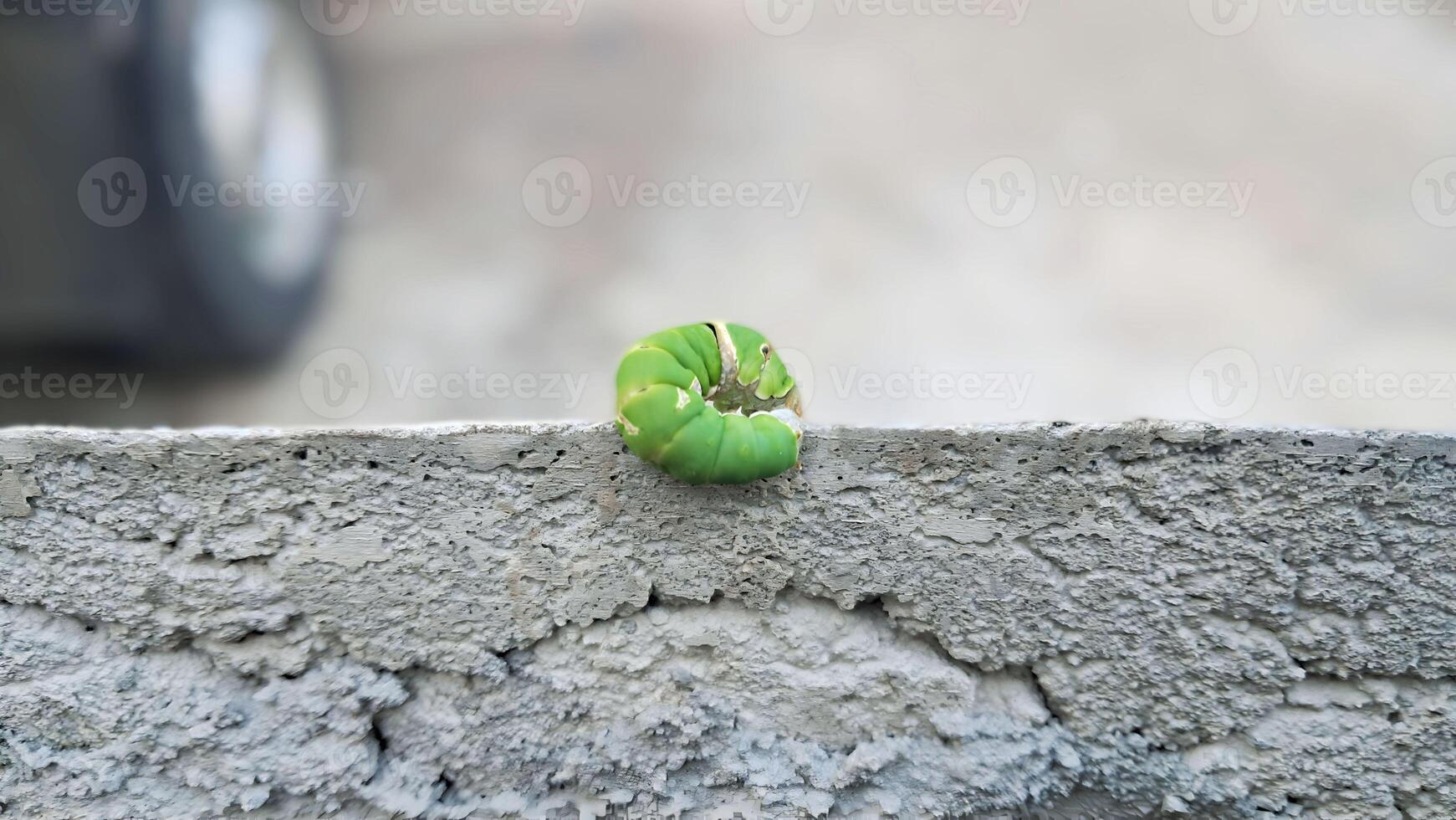 Grün Raupen gewickelt auf das Kante von das Mauer foto