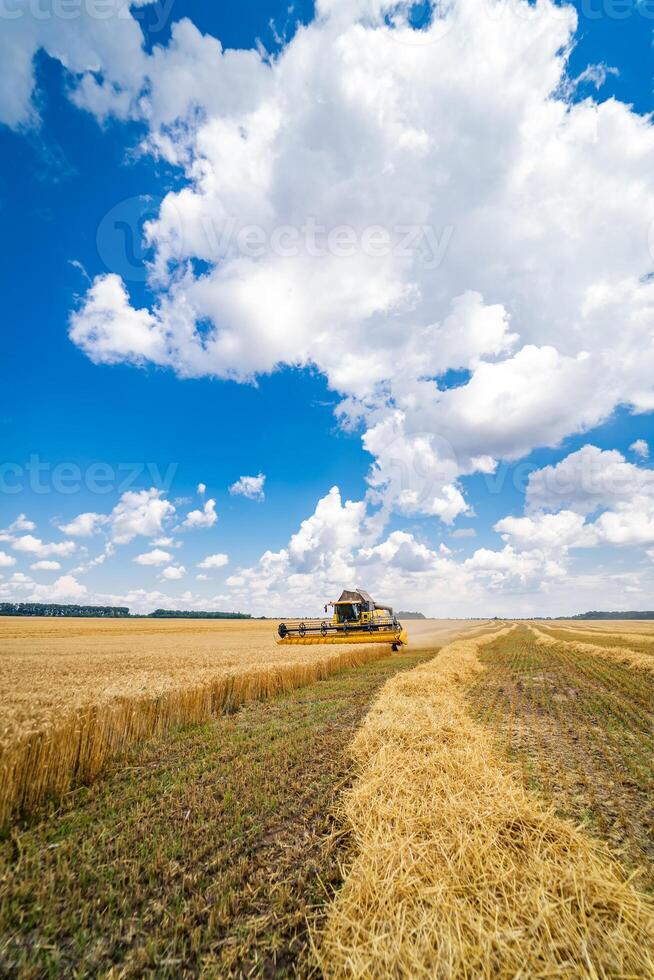 Prozess von Versammlung reif Ernte von das Felder. landwirtschaftlich Technik im Feld. Besondere Technik im Aktion. schwer Maschinen Konzept foto