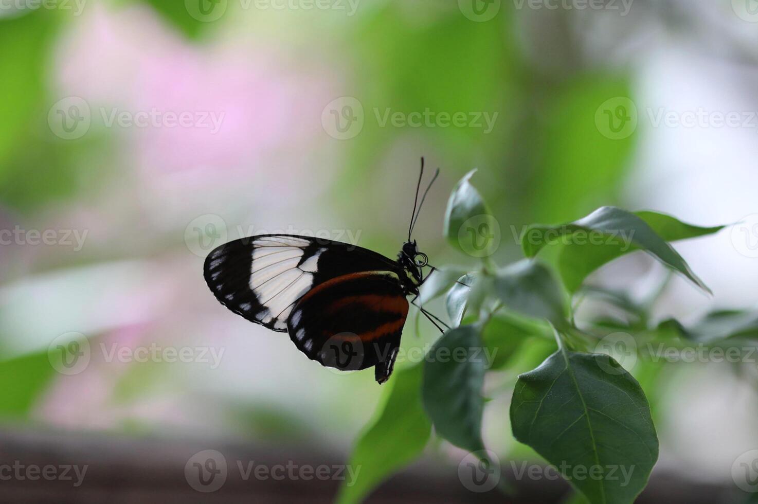 Monarch, schön Schmetterling Fotografie, schön Schmetterling auf Blume, Makro Fotografie, schön Natur foto