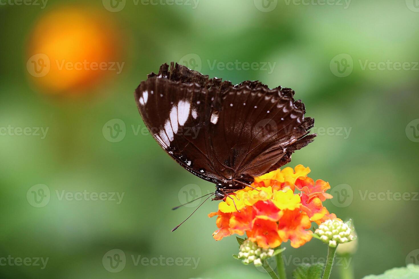 Monarch, schön Schmetterling Fotografie, schön Schmetterling auf Blume, Makro Fotografie, schön Natur foto