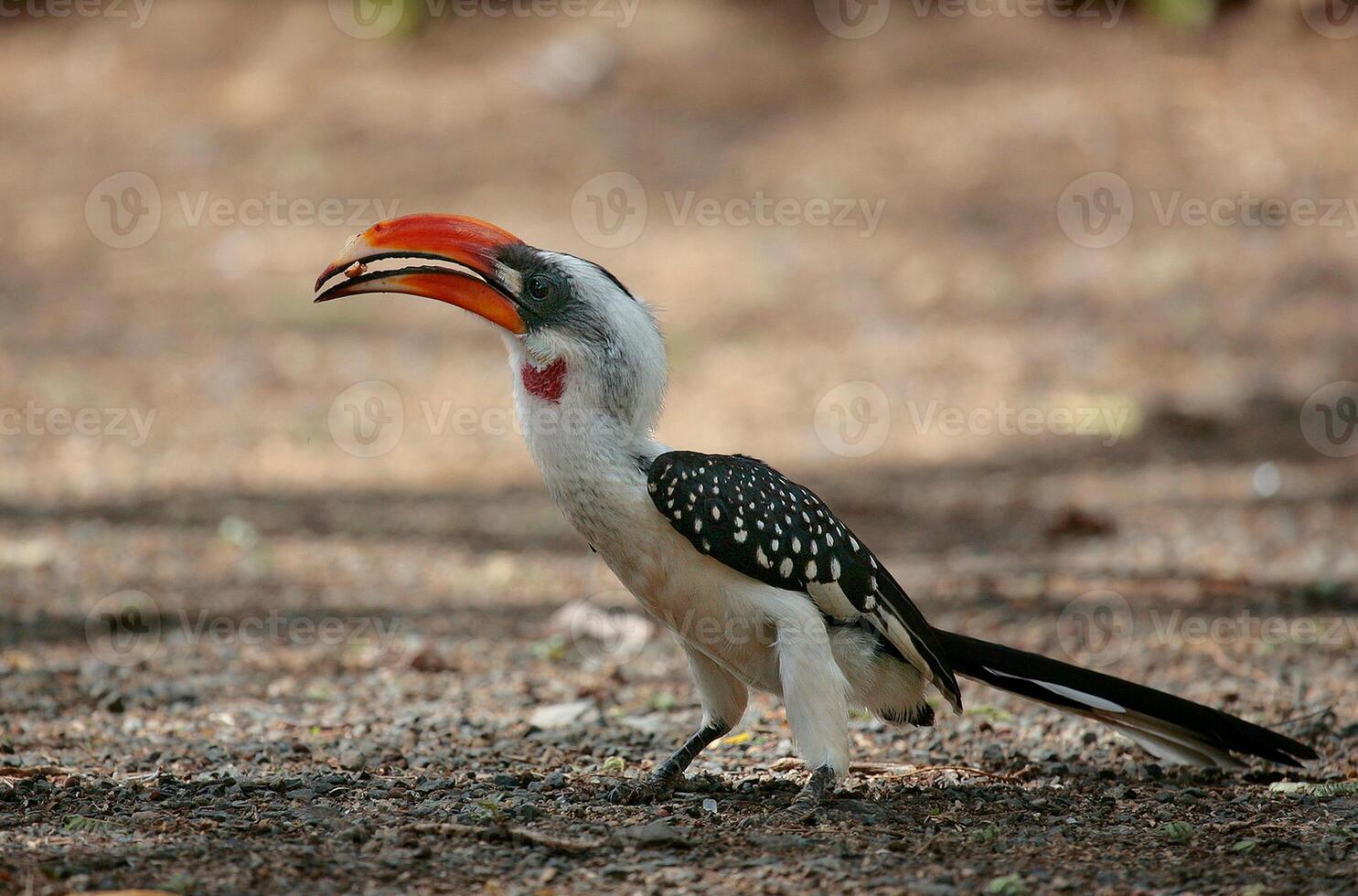 Vogel Fotografie, Vogel Bild, die meisten schön Vogel Fotografie, Natur Fotografie foto