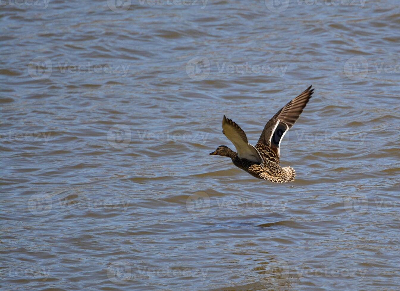 Vogel Fotografie, Vogel Bild, die meisten schön Vogel Fotografie, Natur Fotografie foto