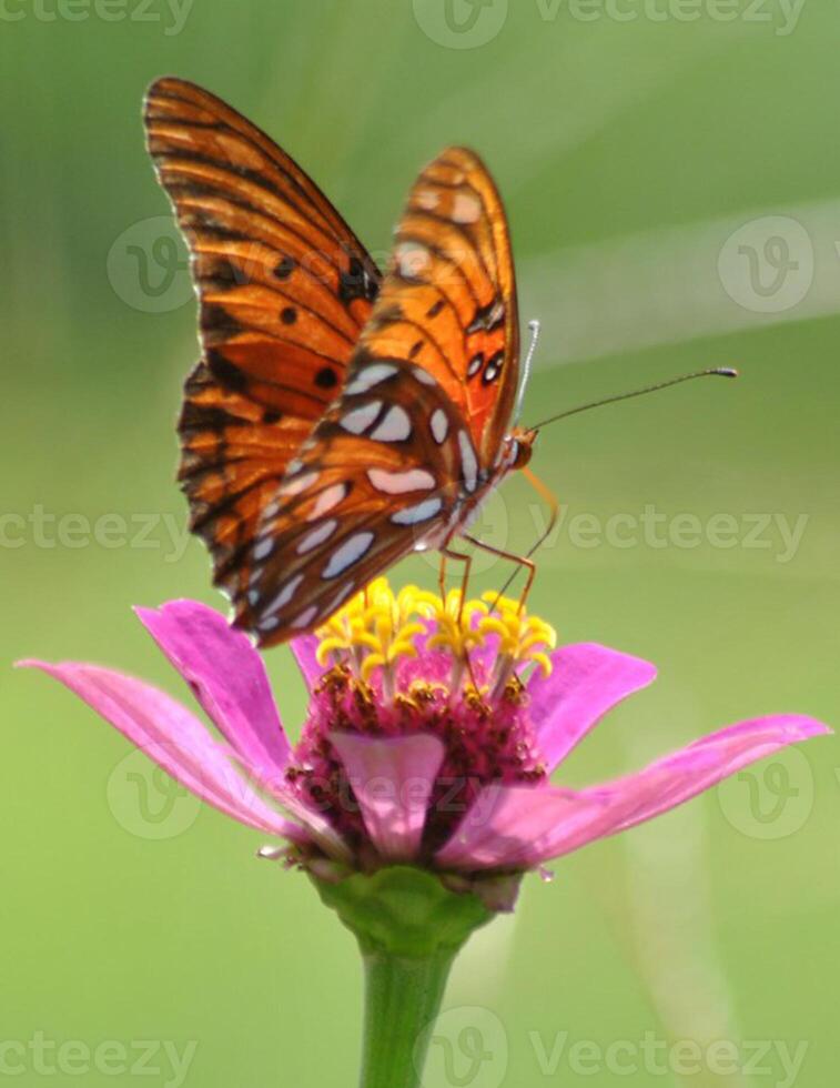 Monarch, schön Schmetterling Fotografie, schön Schmetterling auf Blume, Makro Fotografie, schön Natur foto