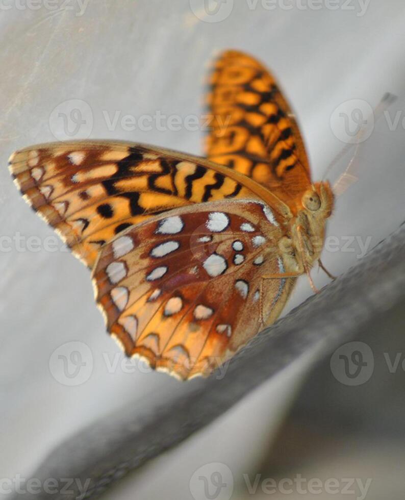 Monarch, schön Schmetterling Fotografie, schön Schmetterling auf Blume, Makro Fotografie, schön Natur foto