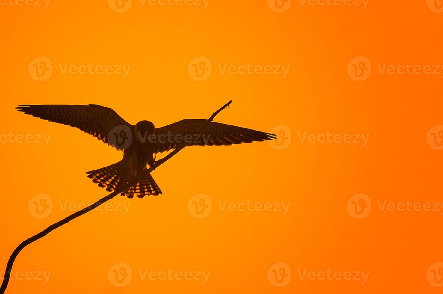 Vogel Fotografie, Vogel Bild, die meisten schön Vogel Fotografie, Natur Fotografie foto