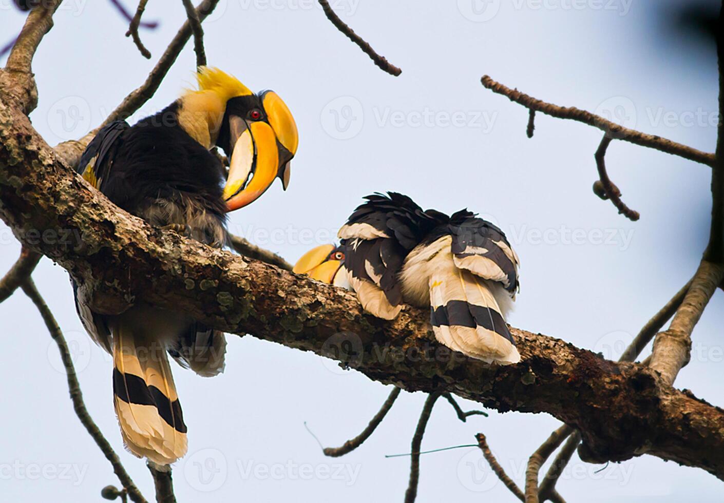 Vogel Fotografie, Vogel Bild, die meisten schön Vogel Fotografie, Natur Fotografie foto