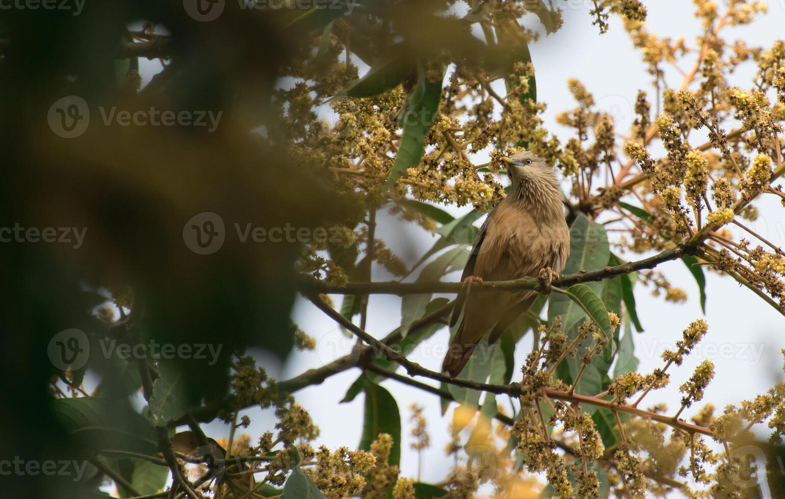 Vogel Fotografie, Vogel Bild, die meisten schön Vogel Fotografie, Natur Fotografie foto