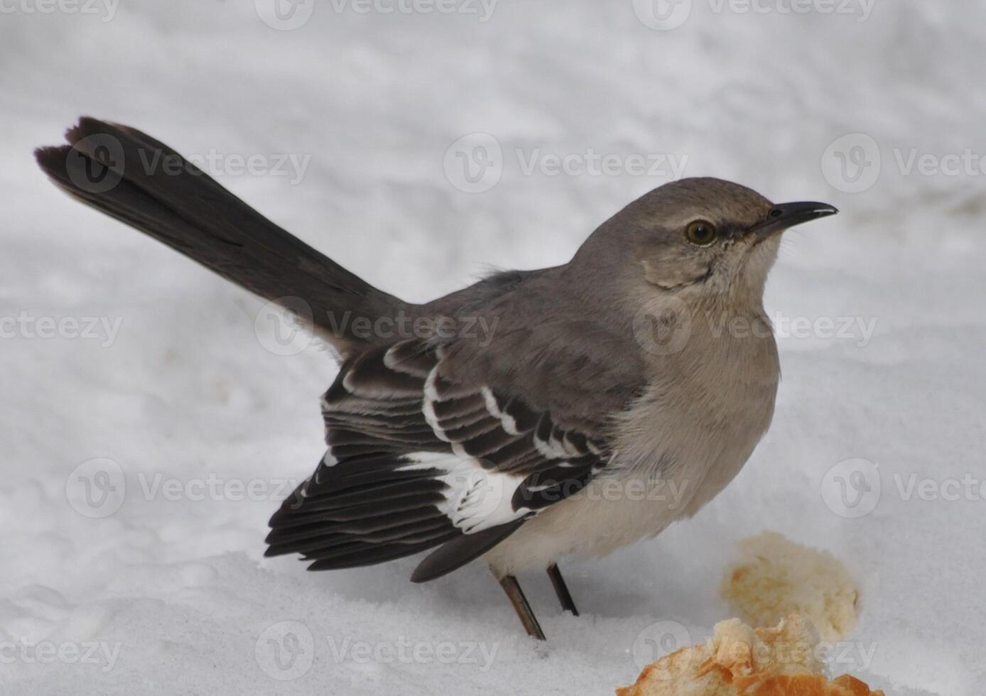 Vogel Fotografie, Vogel Bild, die meisten schön Vogel Fotografie, Natur Fotografie foto