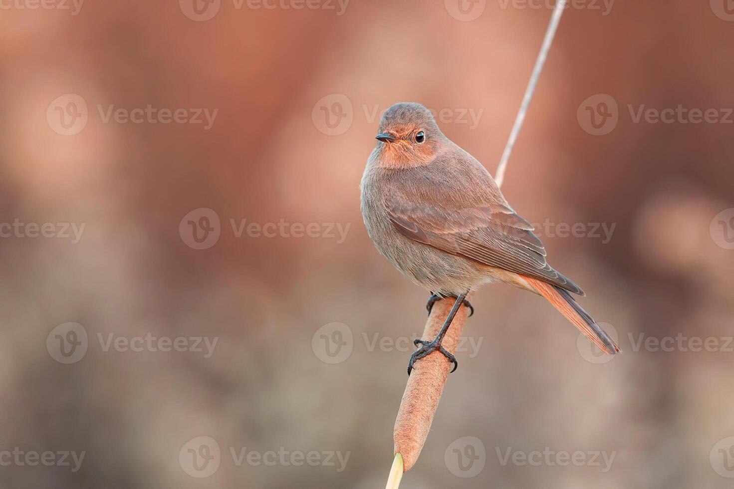 Vogel Fotografie, Vogel Bild, die meisten schön Vogel Fotografie, Natur Fotografie foto