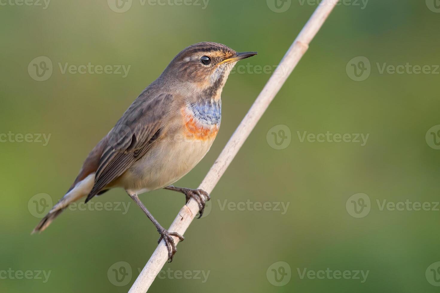 Vogel Fotografie, Vogel Bild, die meisten schön Vogel Fotografie, Natur Fotografie foto