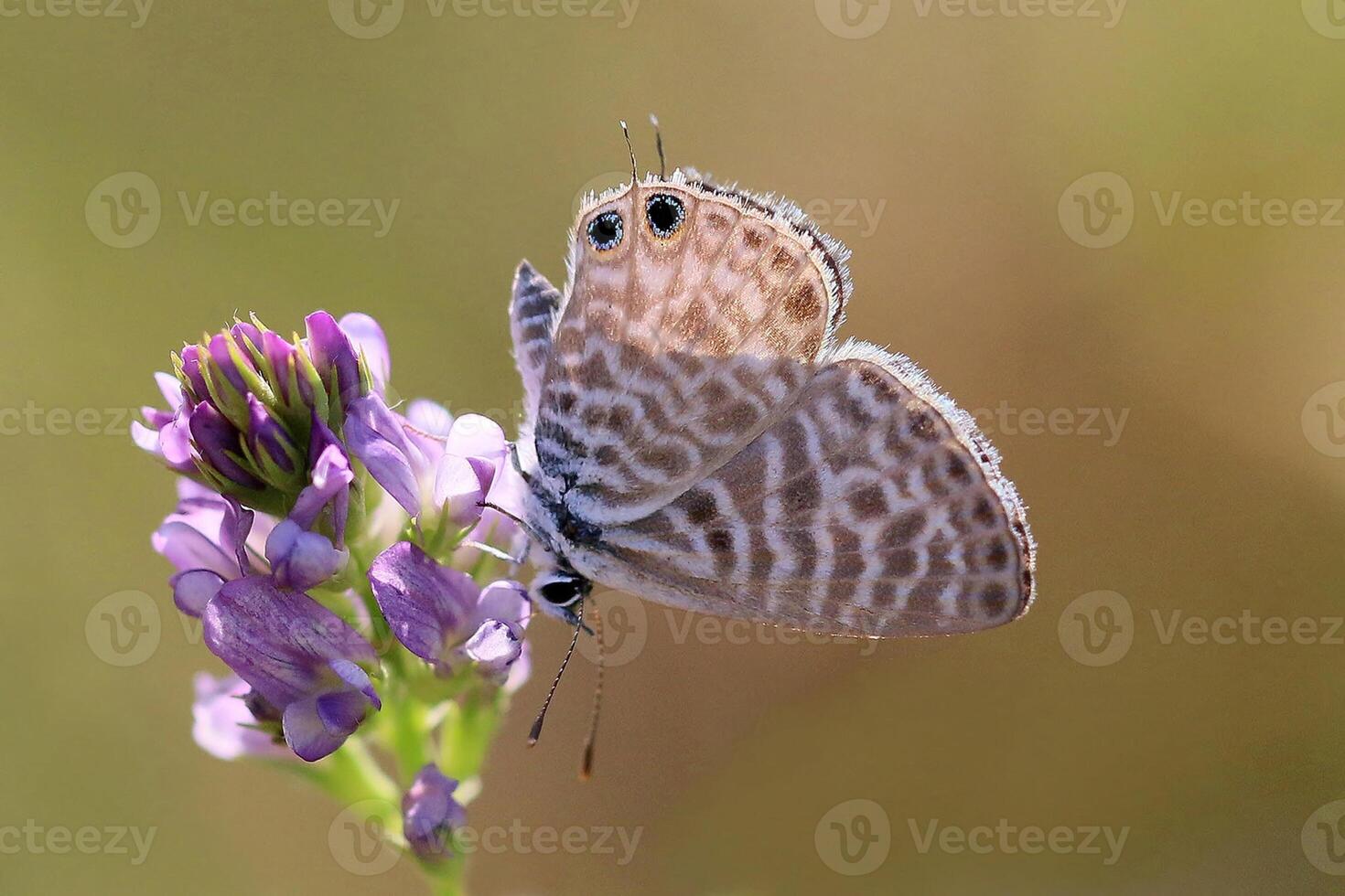 Monarch, schön Schmetterling Fotografie, schön Schmetterling auf Blume, Makro Fotografie, schön Natur foto