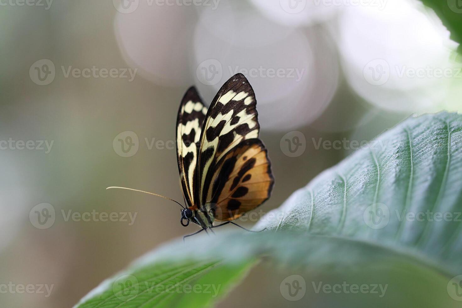 Monarch, schön Schmetterling Fotografie, schön Schmetterling auf Blume, Makro Fotografie, schön Natur foto