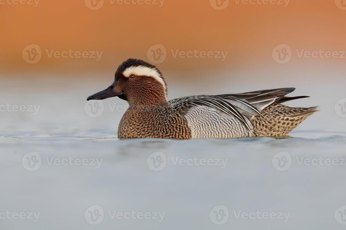 Vogel Fotografie, Vogel Bild, die meisten schön Vogel Fotografie, Natur Fotografie foto