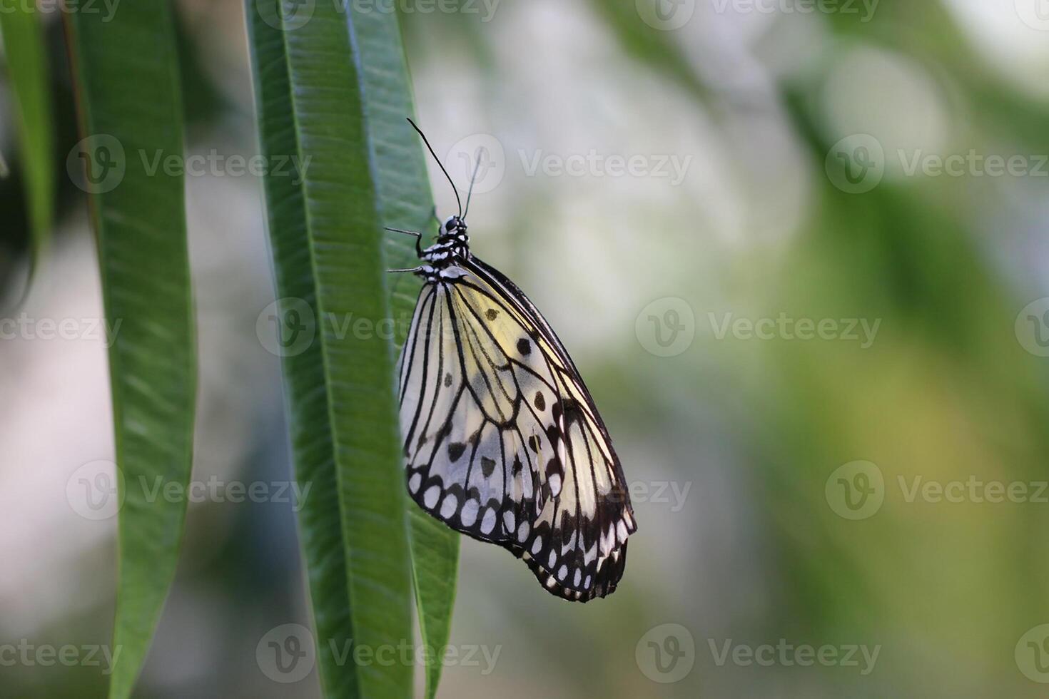 Monarch, schön Schmetterling Fotografie, schön Schmetterling auf Blume, Makro Fotografie, schön Natur foto