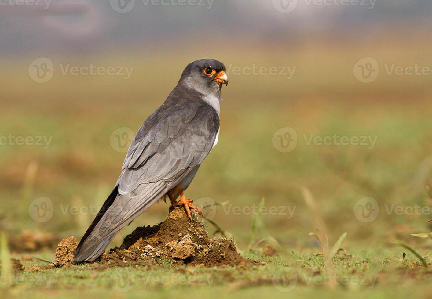 Vogel Fotografie, Vogel Bild, die meisten schön Vogel Fotografie, Natur Fotografie foto