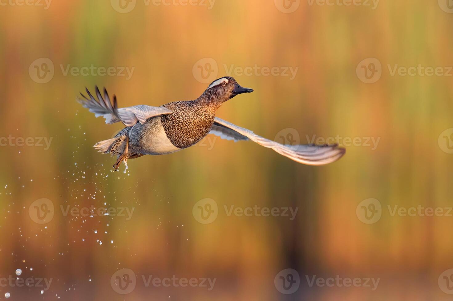 Vogel Fotografie, Vogel Bild, die meisten schön Vogel Fotografie, Natur Fotografie foto