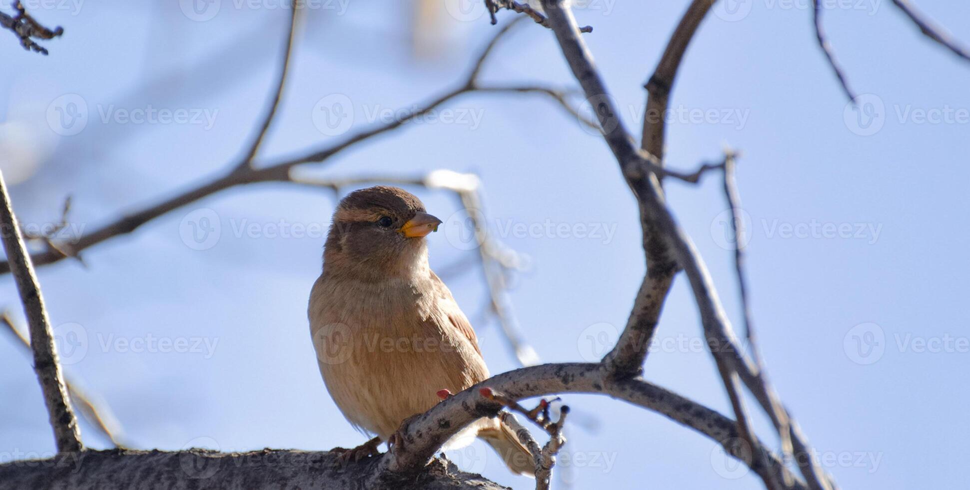 Vogel Fotografie, Vogel Bild, die meisten schön Vogel Fotografie, Natur Fotografie foto