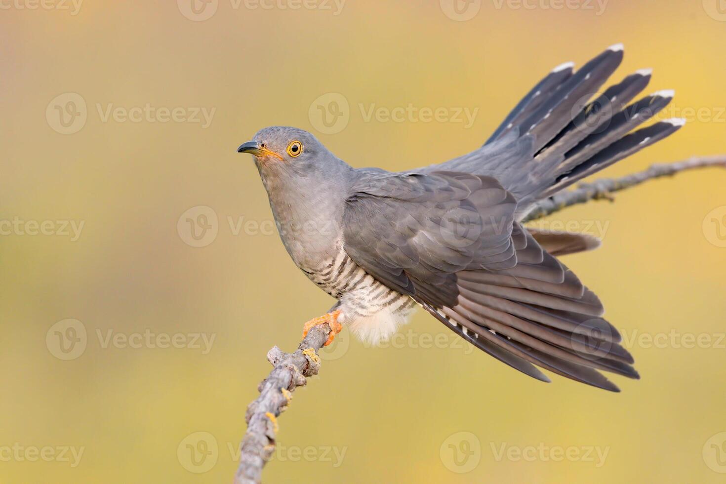 Vogel Fotografie, Vogel Bild, die meisten schön Vogel Fotografie, Natur Fotografie foto