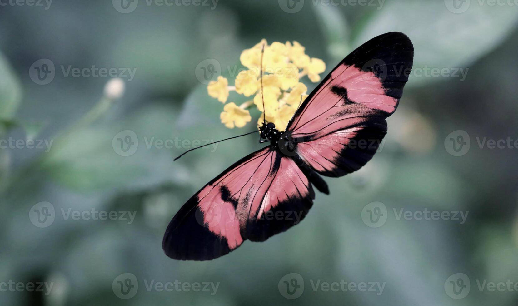 Monarch, schön Schmetterling Fotografie, schön Schmetterling auf Blume, Makro Fotografie, schön Natur foto