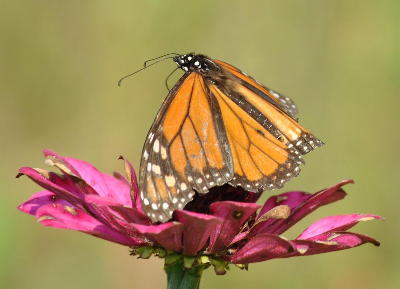 Monarch, schön Schmetterling Fotografie, schön Schmetterling auf Blume, Makro Fotografie, schön Natur foto