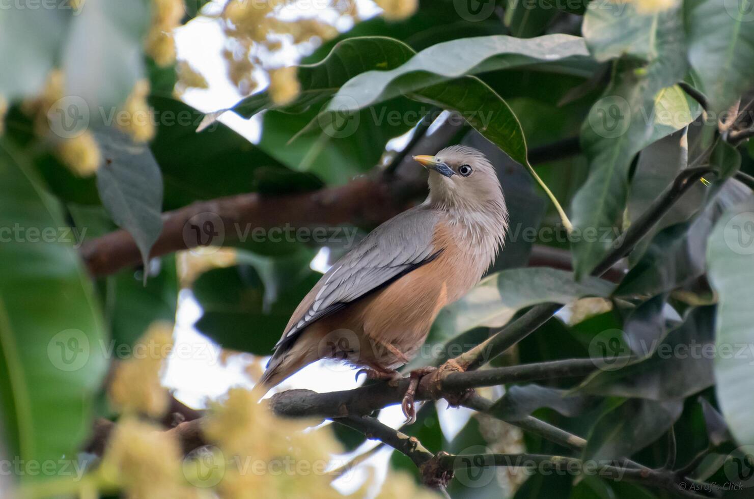 Vogel Fotografie, Vogel Bild, die meisten schön Vogel Fotografie, Natur Fotografie foto