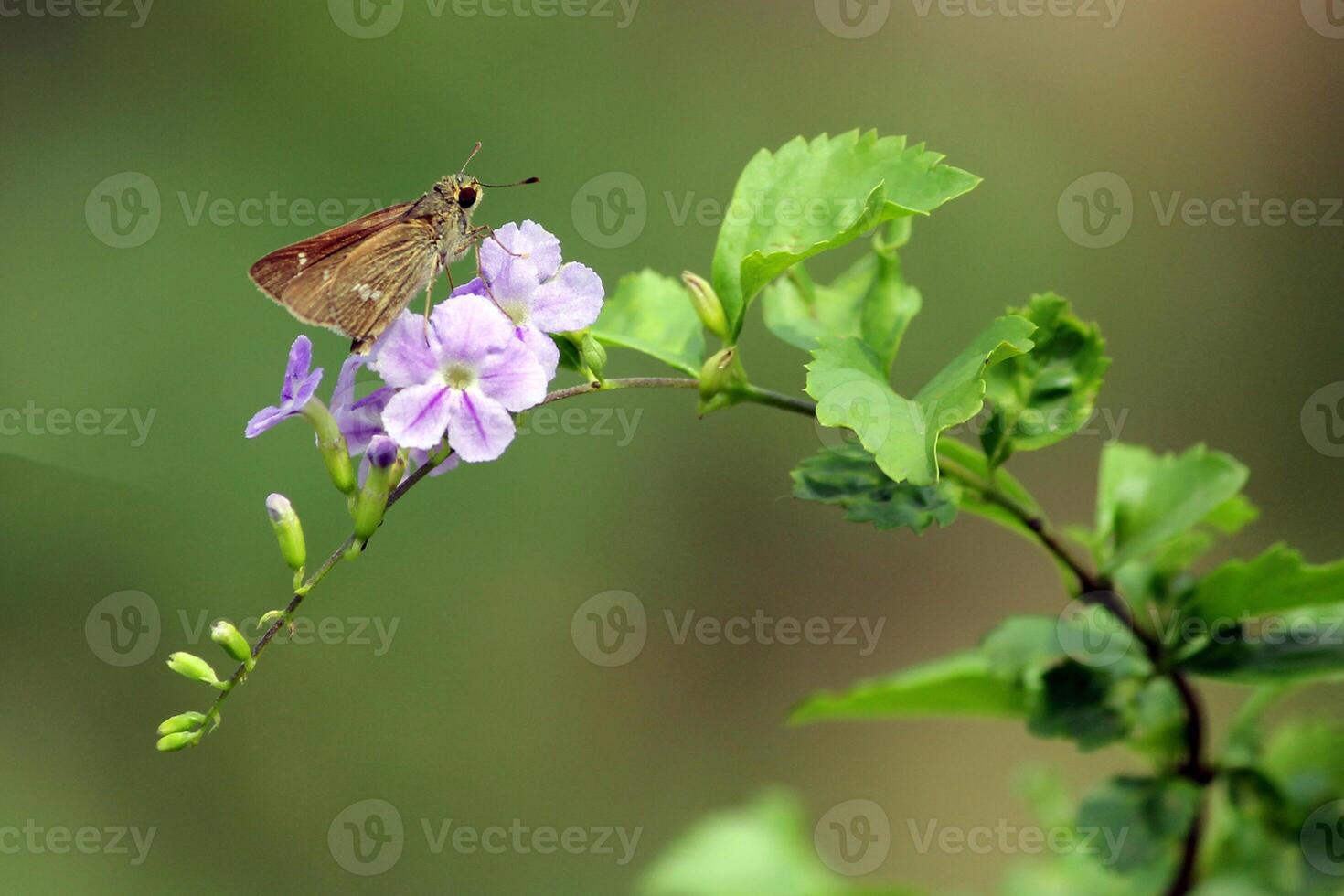 Monarch, schön Schmetterling Fotografie, schön Schmetterling auf Blume, Makro Fotografie, schön Natur foto