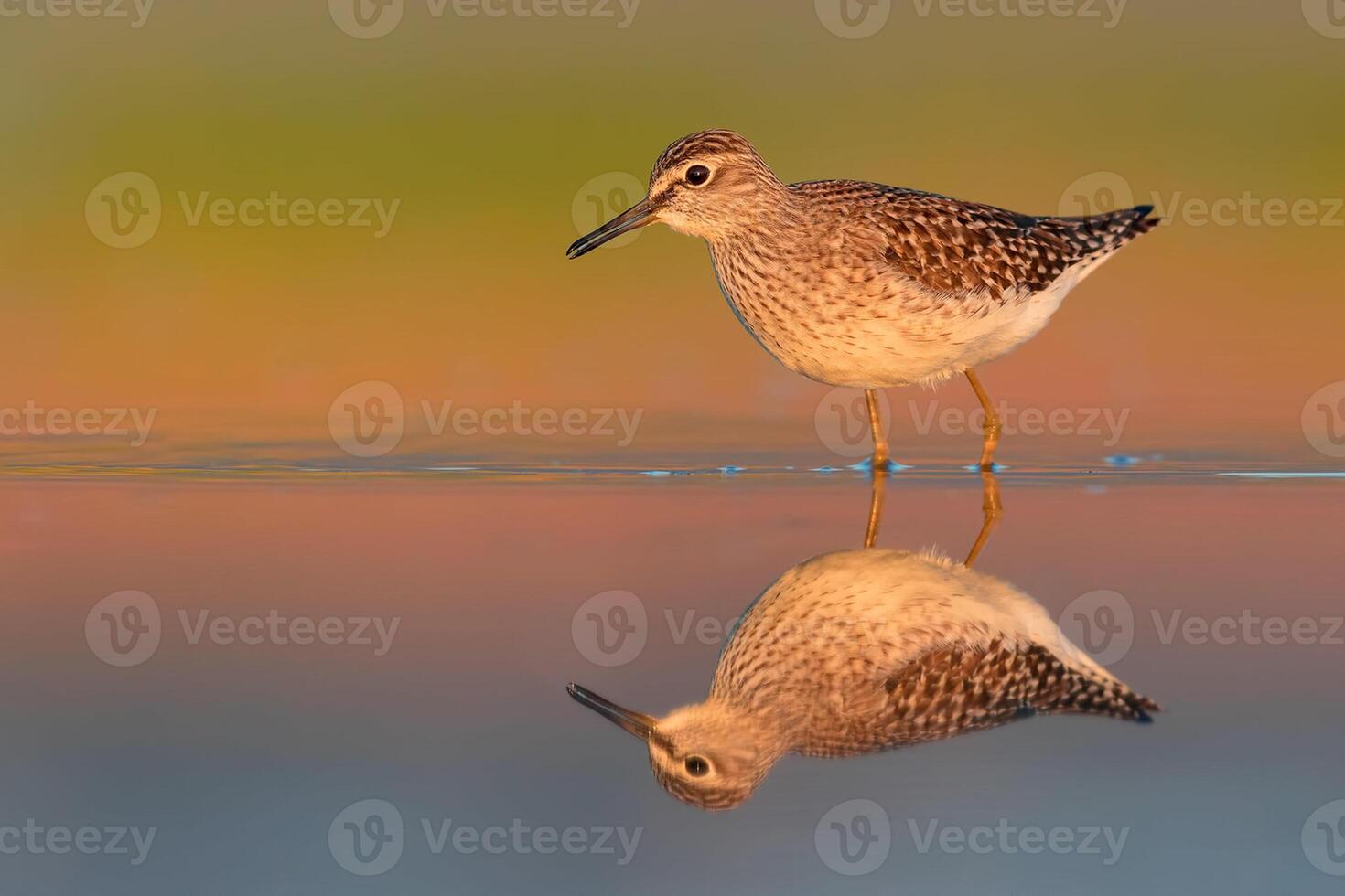 Vogel Fotografie, Vogel Bild, die meisten schön Vogel Fotografie, Natur Fotografie foto