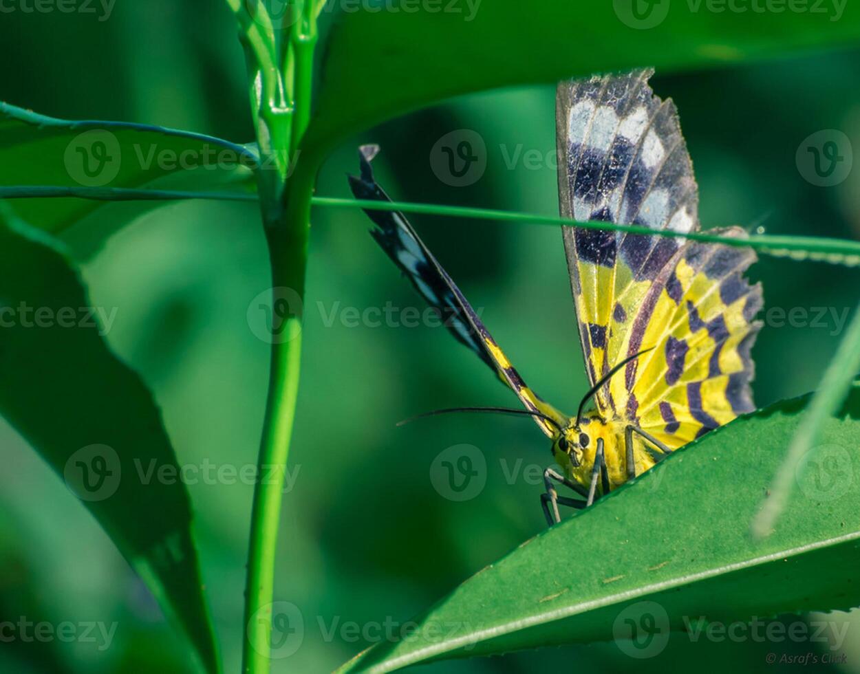 Monarch, schön Schmetterling Fotografie, schön Schmetterling auf Blume, Makro Fotografie, schön Natur foto