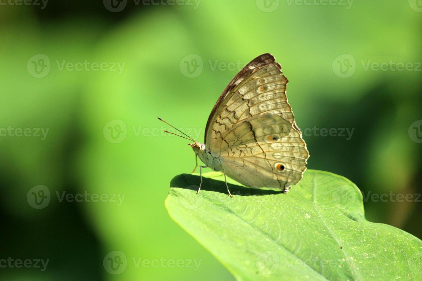 Monarch, schön Schmetterling Fotografie, schön Schmetterling auf Blume, Makro Fotografie, schön Natur foto