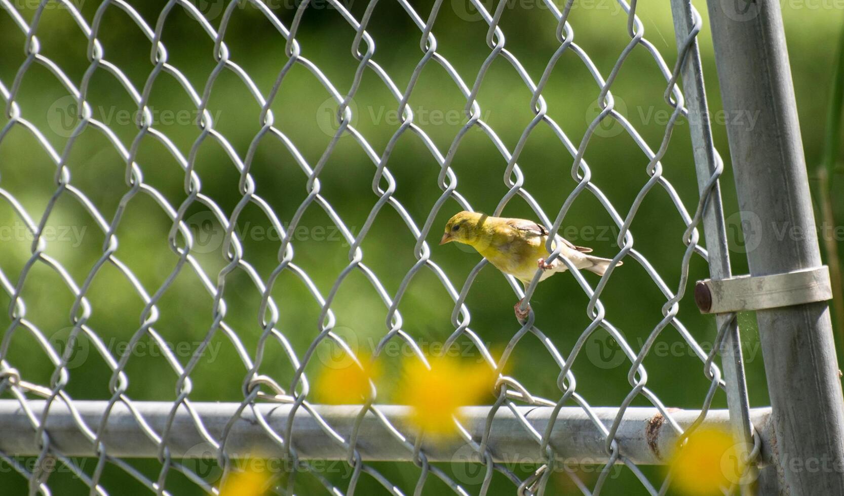 Vogel Fotografie, Vogel Bild, die meisten schön Vogel Fotografie, Natur Fotografie foto