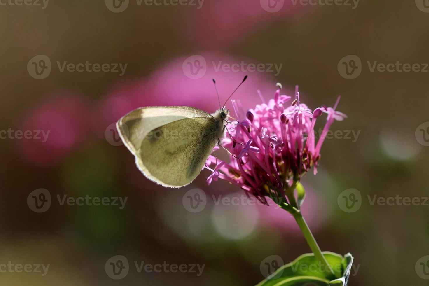 Monarch, schön Schmetterling Fotografie, schön Schmetterling auf Blume, Makro Fotografie, schön Natur foto