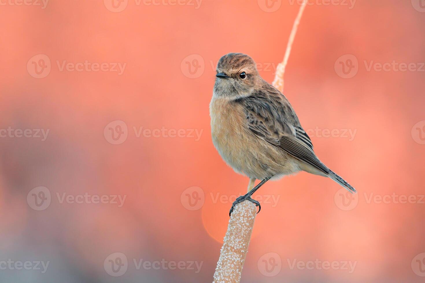 Vogel Fotografie, Vogel Bild, die meisten schön Vogel Fotografie, Natur Fotografie foto