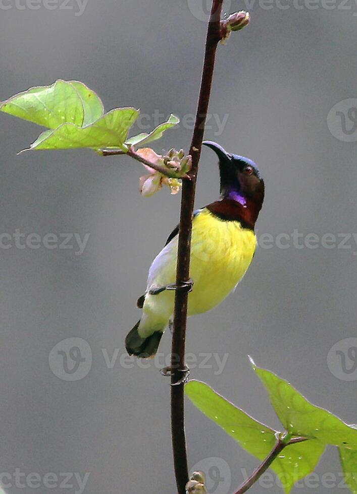 Vogel Fotografie, Vogel Bild, die meisten schön Vogel Fotografie, Natur Fotografie foto