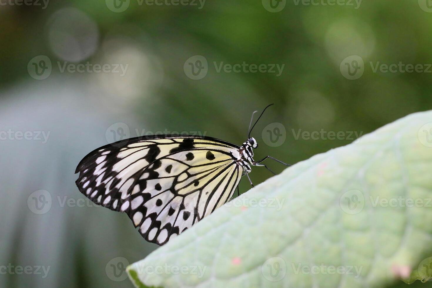 Monarch, schön Schmetterling Fotografie, schön Schmetterling auf Blume, Makro Fotografie, schön Natur foto