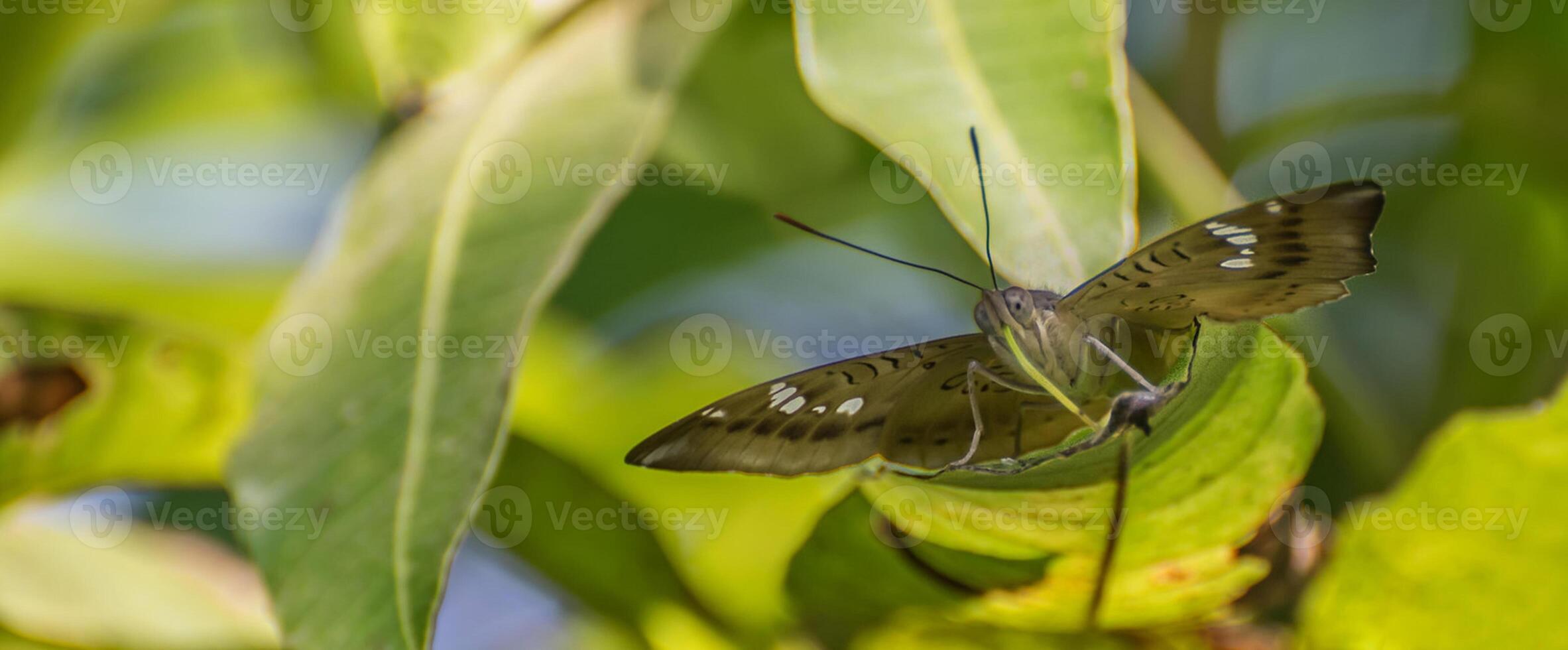 Monarch, schön Schmetterling Fotografie, schön Schmetterling auf Blume, Makro Fotografie, schön Natur foto