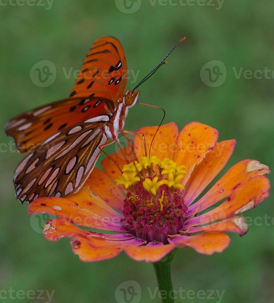 Monarch, schön Schmetterling Fotografie, schön Schmetterling auf Blume, Makro Fotografie, schön Natur foto