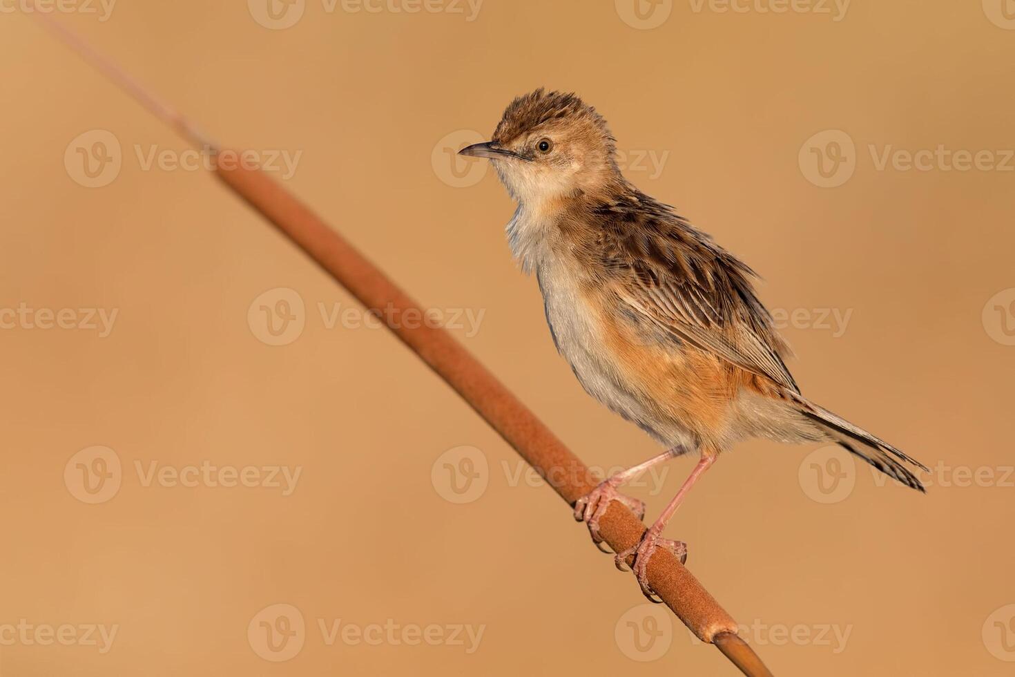 Vogel Fotografie, Vogel Bild, die meisten schön Vogel Fotografie, Natur Fotografie foto