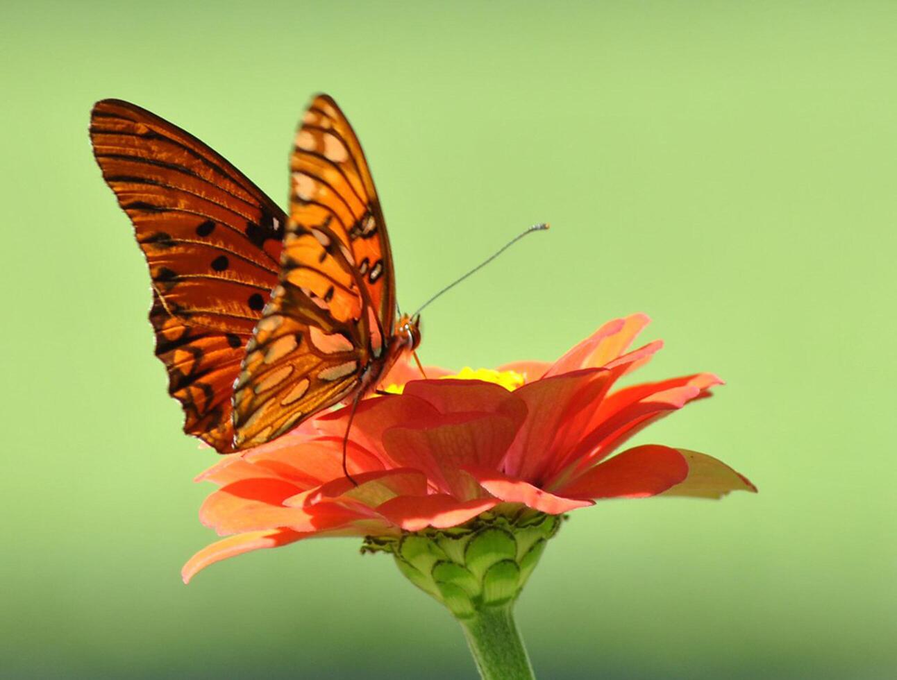 Monarch, schön Schmetterling Fotografie, schön Schmetterling auf Blume, Makro Fotografie, schön Natur foto