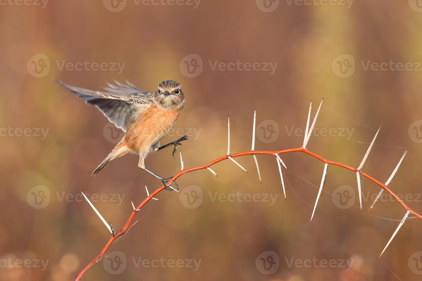 Vogel Fotografie, Vogel Bild, die meisten schön Vogel Fotografie, Natur Fotografie foto