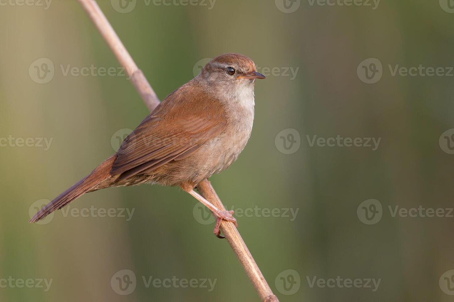 Vogel Fotografie, Vogel Bild, die meisten schön Vogel Fotografie, Natur Fotografie foto