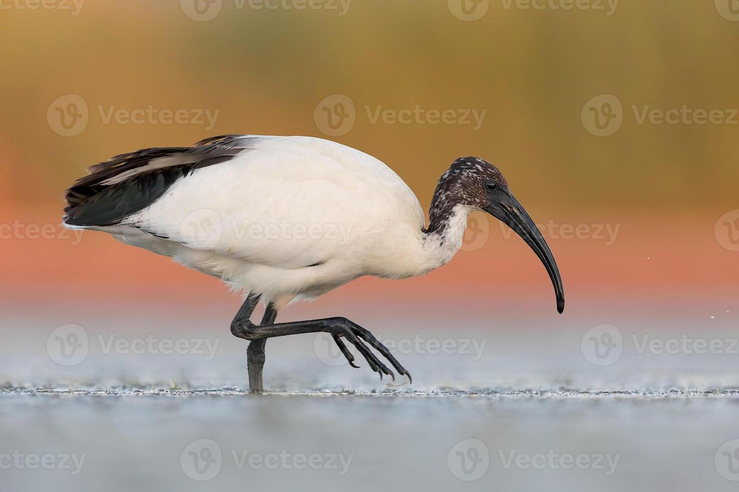 Vogel Fotografie, Vogel Bild, die meisten schön Vogel Fotografie, Natur Fotografie foto