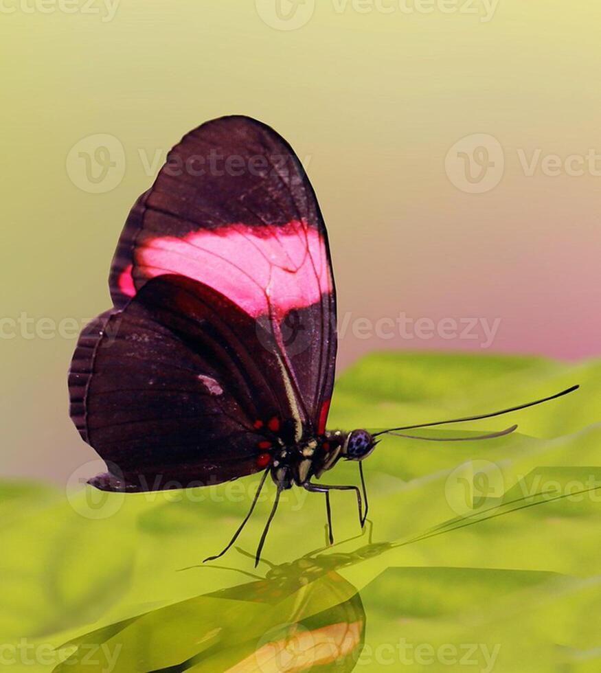 Monarch, schön Schmetterling Fotografie, schön Schmetterling auf Blume, Makro Fotografie, schön Natur foto