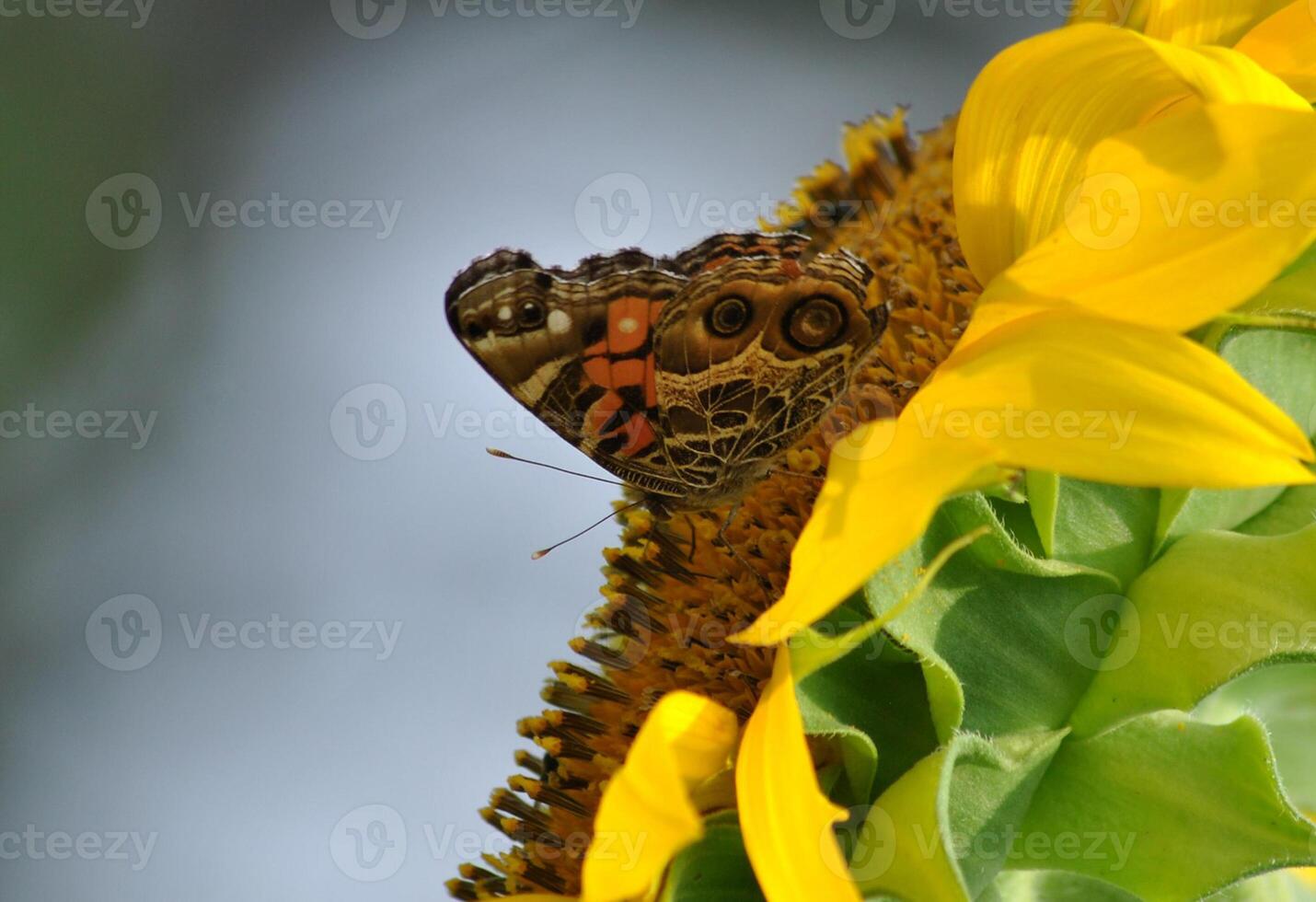 Monarch, schön Schmetterling Fotografie, schön Schmetterling auf Blume, Makro Fotografie, schön Natur foto