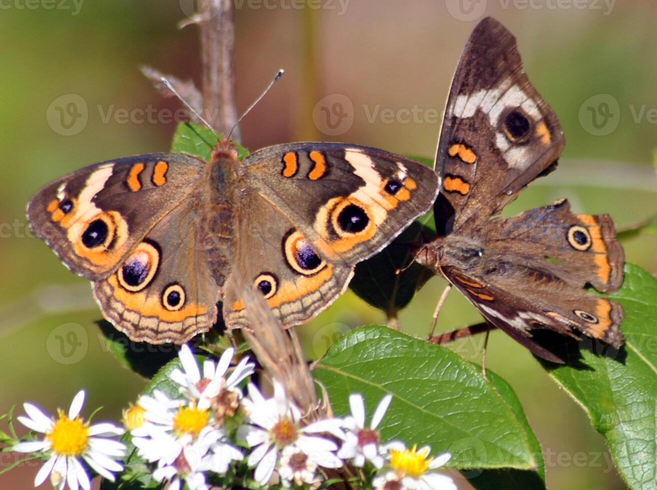 Monarch, schön Schmetterling Fotografie, schön Schmetterling auf Blume, Makro Fotografie, schön Natur foto