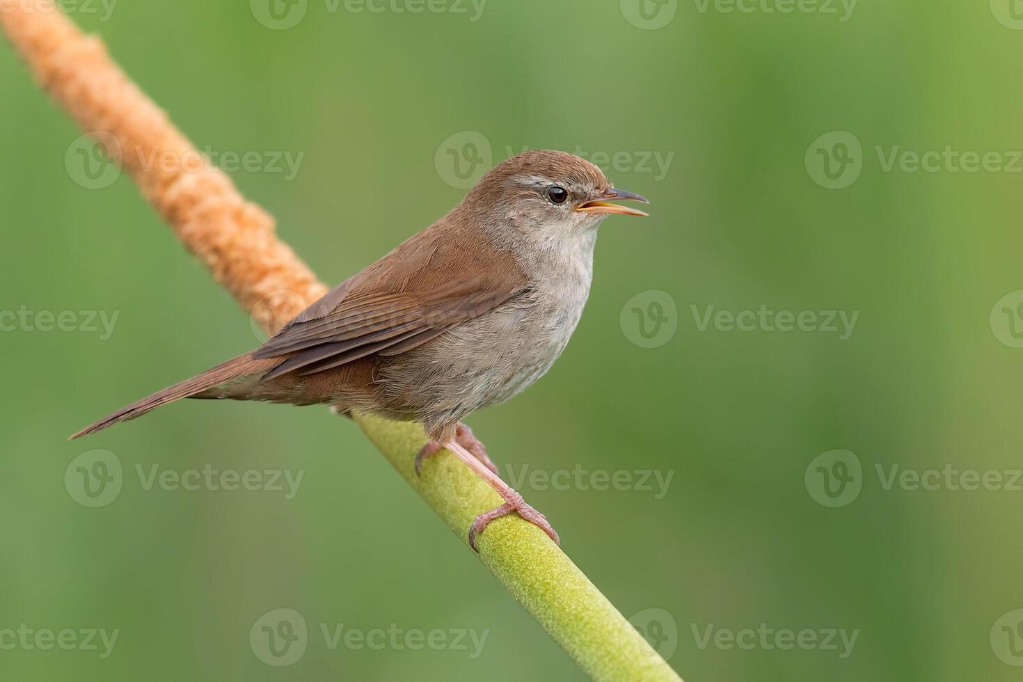 Vogel Fotografie, Vogel Bild, die meisten schön Vogel Fotografie, Natur Fotografie foto