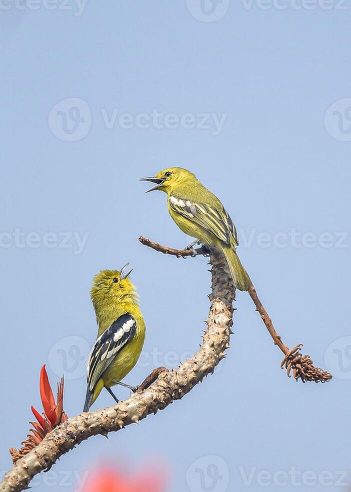 Vogel Fotografie, Vogel Bild, die meisten schön Vogel Fotografie, Natur Fotografie foto